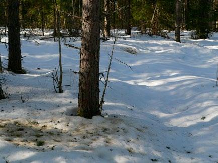 Urrianperän soidintutkimusten parasta antia on ollut se, kun voitiin todeta uusia soidinpaikkoja syntyvän myös nuoriin metsiin.