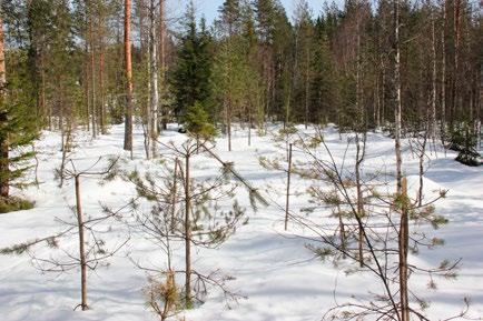 Metsästäjät voivat ilmoittaa näkemistään metsätuhoista maanomistajille. Eerojen Erän mietteitä Petäjäveden metsästysseurojen yhdistymisestä. Johtokunnan jäsen Hannu Heikkinen (hannuheikkinen54@gmail.