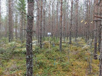 Näkökulma tulevaisuuteen Nuorten metsien harvennushakkuun kustannukset ovat edelleen korkeat pieni rungon koko 1 milj.