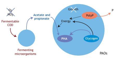 Anaerobinen metabolia Henze, M., van Loosdrecht, Mark C M, Ekama, G.A. & Brdjanovic, D. (2008).