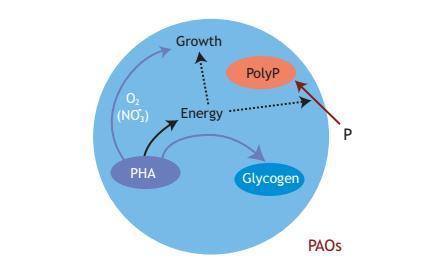 Aerobinen metabolia Henze, M., van Loosdrecht, Mark C M, Ekama, G.A. & Brdjanovic, D. (2008).