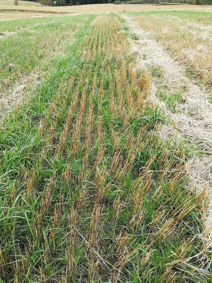 Raiheinän mönkkärikylvö ruiskasvustoon 5 kg/ha