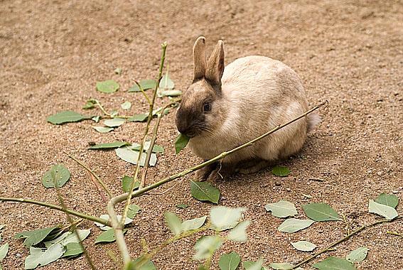 pienimuotoinen siipikarjan- ja kaninlihan tuotanto voi teurastaa itse ilman lihantarkastusta ja myydä