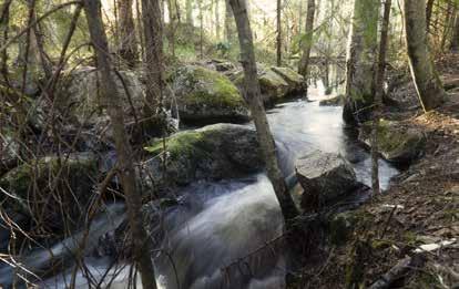 löydät todellista luonnonrauhaa. Miltä kuulostaisi retki Ruutanan luontopolulle?