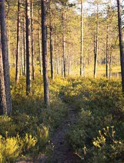 0 150 300 m Kaakkuri Kivikesku Retkeilyreitti, 1,4 km (yhteen suuntaan) Nuotiopaikka Parkkipaikka Lähtöpisteen