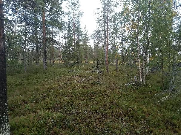 3/11 9.10.2018 KAU44310 Kalliojärven luontoselvitys 4.1 Metsät kuuluu kokonaisuudessaan Ruuhijoen valuma-alueeseen (65.376).