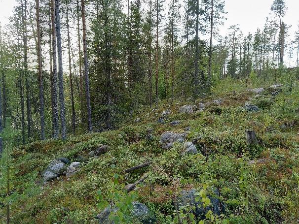 Selvitysalueen vedenjakaja sijaitsee Kalliojärven ja Marjalammen välisellä harjanteella, joka on vanhaa hakkuualuetta.