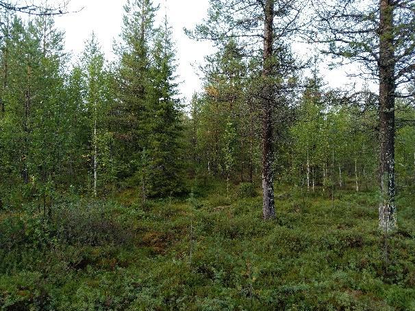 Kuivahkot kankaat ovat mäntyvaltaisia, kun taas tuoreilla kankailla pääpuulaji vaihtelee kuvioittain ollen joko mänty tai kuusi.
