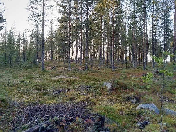 Talousmetsät vaihtelevat iältään, mutta luontaisten metsien tai niiden kaltaisten metsien monikerroksellisuus ja lahopuusto puuttuvat (Kuva 1).