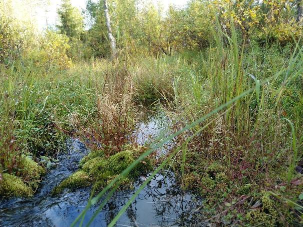 Rantasuot ovat tyypiltään luhtanevaa (LuN) tai oligotrofista lyhytkorsinevaa (OlLkN). Kuva 5. Selvitysalueen laaja keskiosan suoalue viettää etelään.