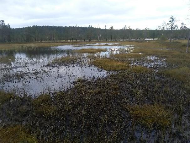 7/11 9.10.2018 KAU44310 Kalliojärven luontoselvitys länsipuoleiset kaksi pientä suolampea. Selvitysalueella ei ole varsinaisia virtavesiä. Kalliojärvi laskee itään Ruuhijokea myöten.