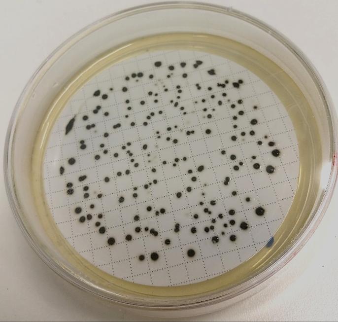 19 4.7 Maljojen lukeminen Anaerobisen inkuboinnin jälkeen tarkistettiin, kasvaako TSC-agar-maljalla C. perfringens -bakteerille tyypillisiä pesäkkeitä.