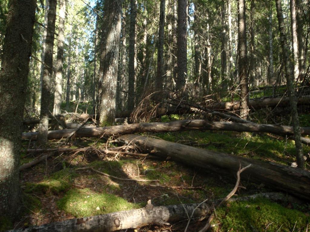 ennallistamistoimista luopumista mahdollisesti aina Pieni Hemminvaaralle nousevaan metsäautotiehen asti.