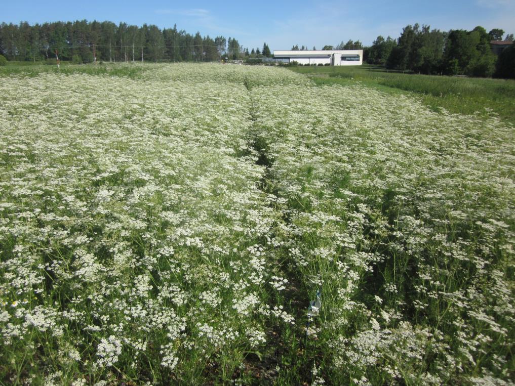 7 kg/ha MÄDÄTEJÄÄNNÖS