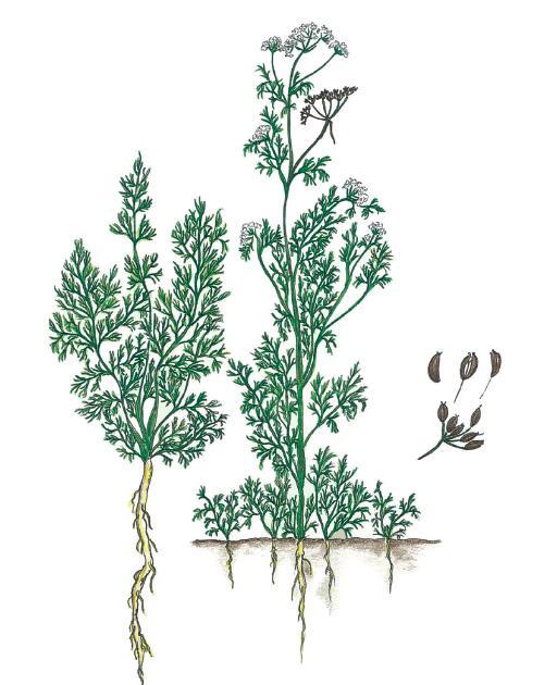 Kumina - Carum carvi Sarjakukkainen kasvi, tuottaa lehtiruusukkeen ensimmäisenä vuonna ja kukkii toisena tai kolmantena vuonna kylvöstä. Kukinnan jälkeen kasvi kuolee.