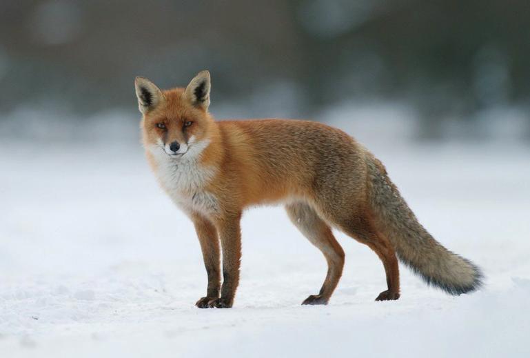 Kettu Kettu eli punakettu on koiraeläin. Se on nykyisin maailman levinnein maalla liikkuva petoeläin. Kettu on aikaisemmin ollut arvokas turkiseläin.