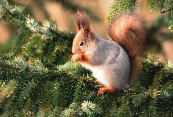 Orava Oravan tunnistaa helposti pitkästä tuuheasta hännästä. Täysikasvuisen oravan ruumis on 19-28 cm ja häntä 13-25 cm pitkä. Painoa oravalla on 200-480 grammaa.