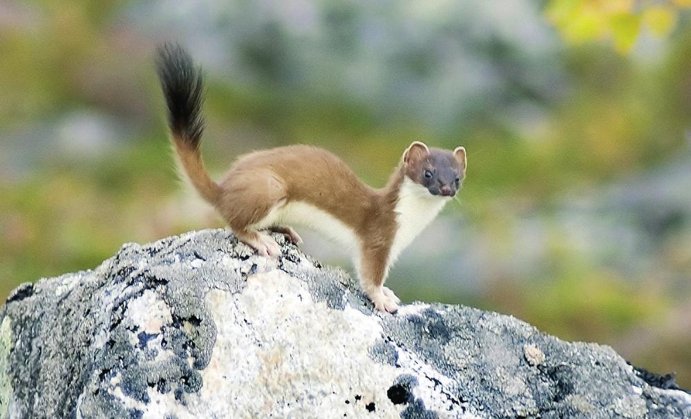 Kärppä Kärppä on pieni näätäeläin: pää 4 5,5 cm, pää ja ruumis 18 32 cm, häntä 5,5 12,5 cm, paino 100 450 g.