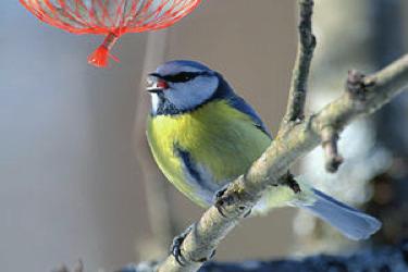 Sinitiainen Linnun pituus nokan kärjestä siipien kärkeen on 10,512,5 cm, ja lintu painaa suurin piirtein 10-11g. Sen päälaki ja siivet ovat siniset, sekä vihertävä ja alapuoli keltainen.