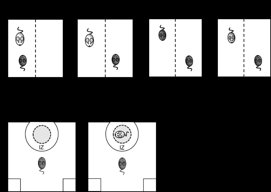 In the model, the examined mice are confronted by a different-strain aggressor mouse by placing them in the home cage of the aggressor for 10 minutes (Fig 1.1.A).