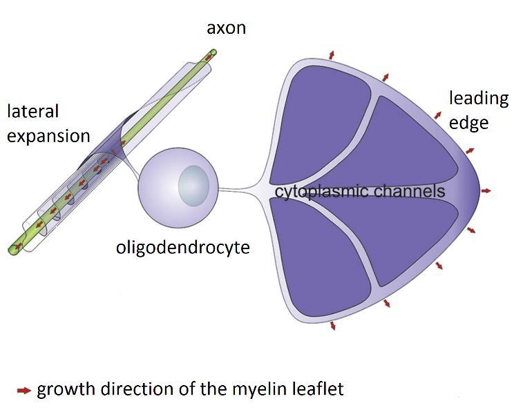 leaflet is always located underneath the previous one, which requires a constant breakdown of axon-ol contact.