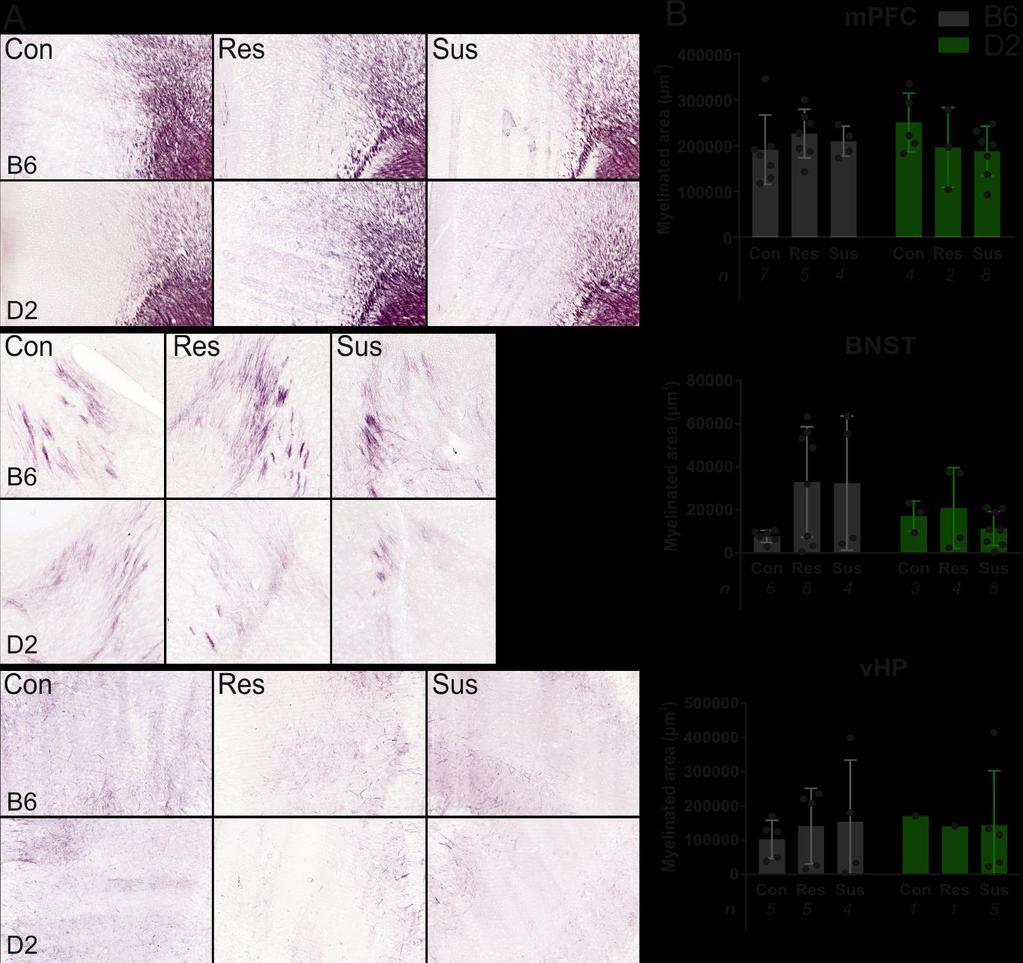 Figure 3.3. A) Example images of BlackGold II stained myelin. Myelin is seen as purple area and lines.