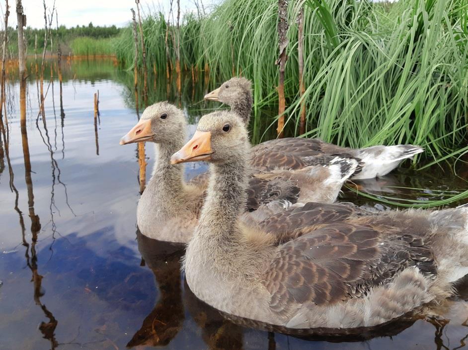 Viime vuoden tapaan hanhenpoikaset kasvoivat Pihalinnun hoitolassa reilun kuukauden, jonka jälkeen ne vapautettiin 6.7. Siikajoen Karjonevalle ja Oulujärvelle Vaalan Jaalankaan.