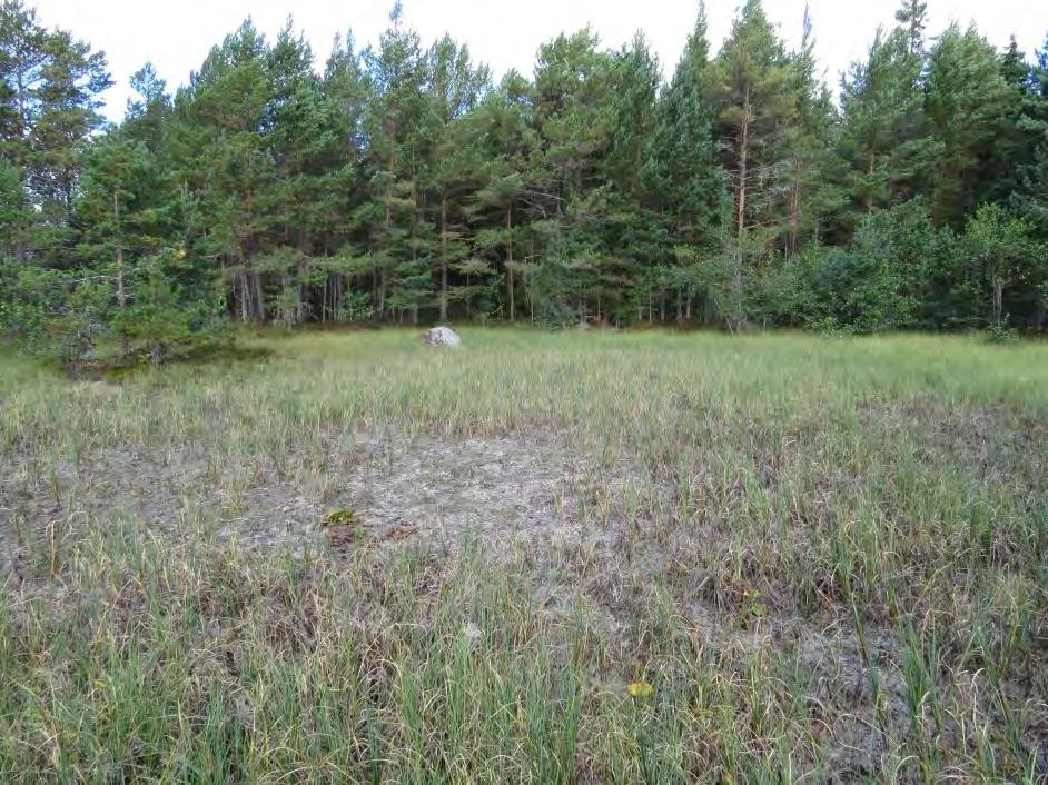 5 laakeista kallioista kivikkorantoihin. Virtakartan länsiranta on kuitenkin kokonaan hyvin eksponoitua kalliota.