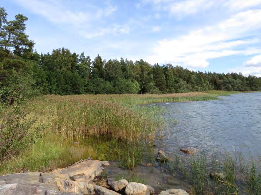 10 Rantaniityn takana levittäytyy nuori tervalepikko sekä tyrnipensaikko. Kuvioon kuuluu myös laakeita rantakallioita. Putkilokasvistoon lukeutuvat yllä mainittujen lajien lisäksi esim.