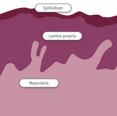 Vaginan seinämän rakenne The vagina is a distensible muscular tube that is approximately 9