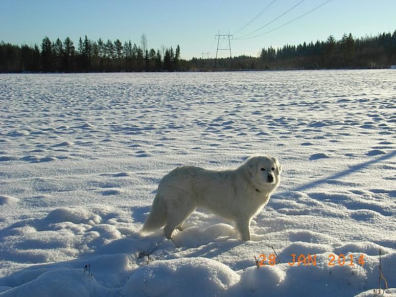 VUODEN 2013 PENTUKUOLEMILLA USEITA ERILAISIA SYITÄ Elintarviketurvallisuusvirasto Eviran tutkimusten mukaan vuoden 2013 pentukuolemiin ei ollut yhtä yksittäistä syytä.