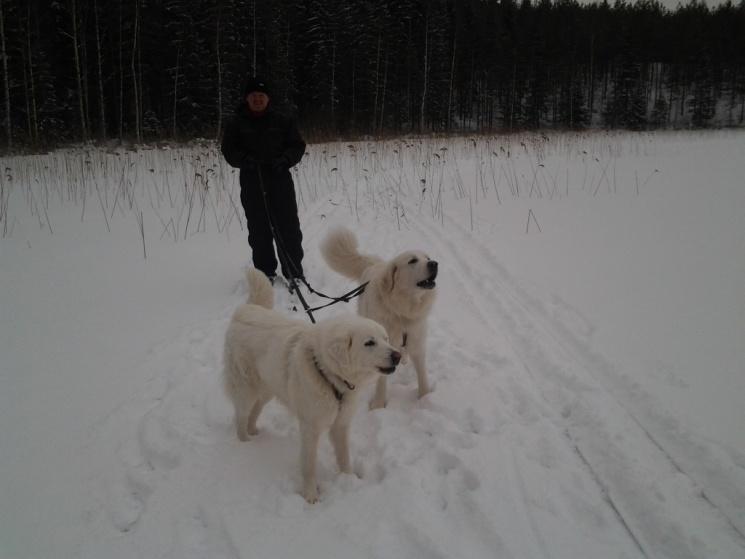 KOIRAMME HARRASTAA Lapset harrastaa, mutta myös koirat harrastaa. Miettikääpä sitä treenin määrää mitä ne suorittavat meidän kanssa.