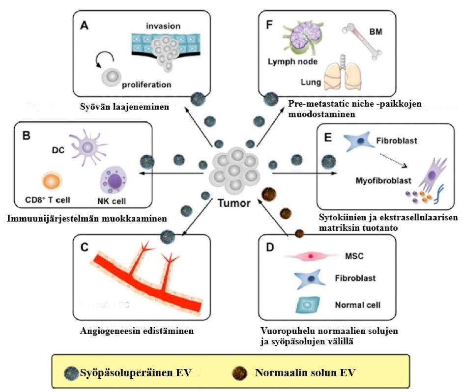 Kuva 3. Sekä syöpäsoluista että elimistön normaaleista soluista peräisin olevat EV:t osallistuvat syöpäkasvaimen ja metastaasien kehittymiseen muovaamalla syövän mikroympäristöä. (Katsuda ym. 2014).