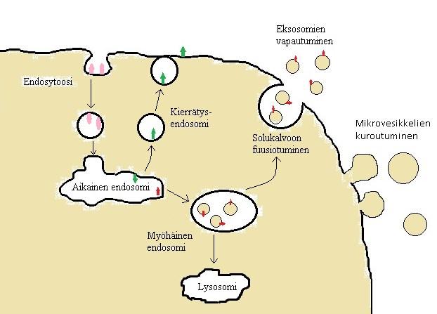 Endosyyttiset vesikkelit fuusioituvat aikaisiin endosomeihin. Molekyylit, jotka on tarkoitus kierrättää, lajitellaan kierrätysendosomeihin.