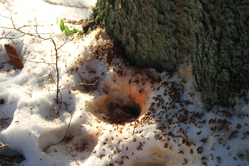 4.2 Liito-oravaselvitys 4.2.1 Johdanto Liito-orava (Pteromys volans) kuuluu EU:n Luontodirektiivin liitteen IV lajeihin ja on siten erityisesti suojeltu laji koko EU:n alueella.