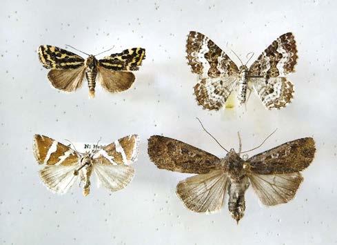 LAJI / SPECIES Yksilöt (V2013) Pisteet (PA2012) Arviomme v.