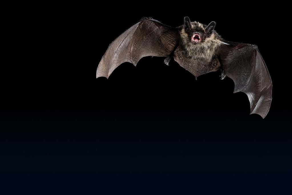 Pohjanlepakko (Eptesicus nilssoni) Jeroen van der Kooij Matarakiitäjä (Hyles gallii) Timo Lehto Kaikuluotausta karkuun sydän syrjällään, korvat kyljillään juttua perhosten kuuloelimistä Kirjoittajan
