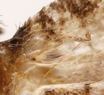 za KUVA 4. Koivumittarilla (Biston betularius), kuten muillakin mittareilla, on kuuloelin takaruumiin tyvellä. Kuvan yksilö on käsitelty kaliumhydroksidiliuoksessa ja suomut harjattu pois.