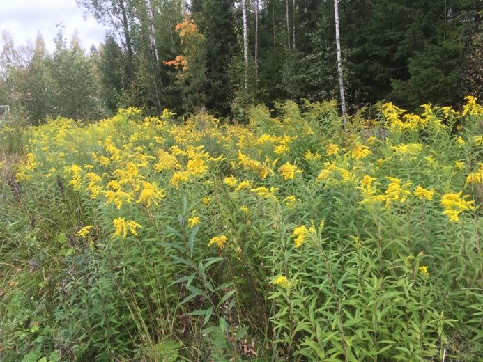 Kuva 7. Puutarhasta levinnyt piiskulaji on vallannut ojanvarren. Kuva 8. Ojanvarren puustoinen yhteys jatkuu alueelta pohjoiseen.