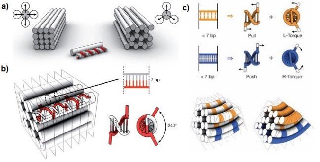 Figure 3.3: Design of 3D DNA origami. a) Illustrations of square and honeycomb lattices with the possible crossover directions. b) Crossover spacing in honeycomb lattice. a) and b) adapted from [59].