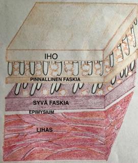 13 lihasryhmiä tarkkaan määriteltyihin alueisiin, "lohkoihin". Syvä faskia yhdistää nämä lohkot ja välittää lihaksen tuottamaa voimaa niiden kautta.