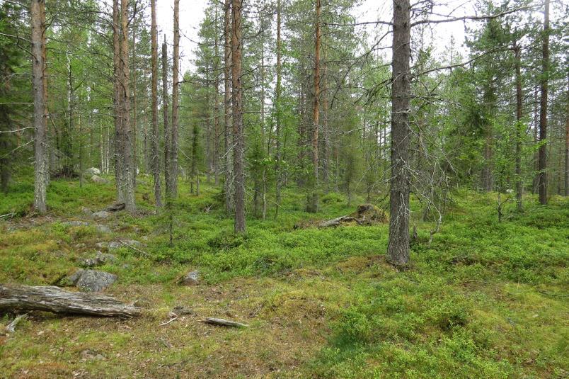 9 Nuolivaaran turbiinipaikat ja tiestö on tarkemmin kuvattu Kemijärven Nuolivaaran tuulivoimapuiston kasvillisuusselvityksessä (Ahlman Group Oy 2017 b).