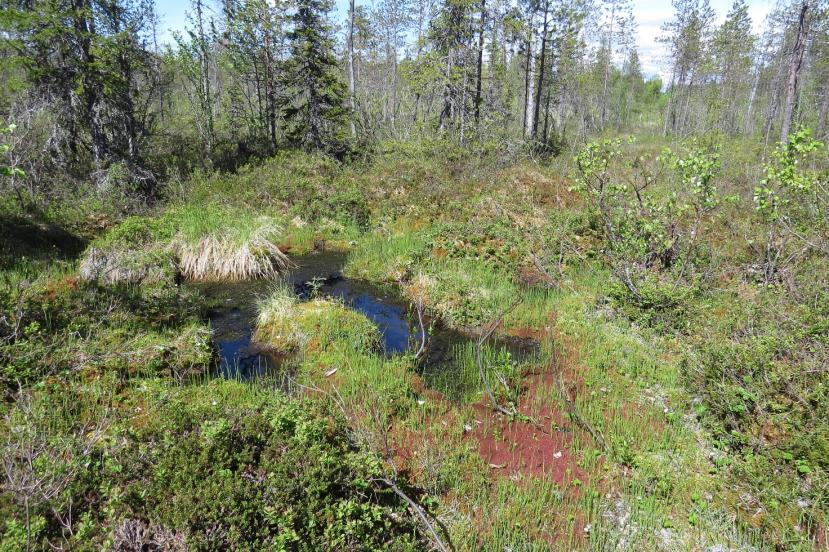 12 Kuva 12 Myllyojan pohjoispuolella sijaitseva meso-eutrofinen lähde. KOHDE 2: Tihkupintainen puustoinen suo Isonmaanaavan luoteisosassa kivennäismaan reunassa on tihkupintaisuutta (Kuva 13).