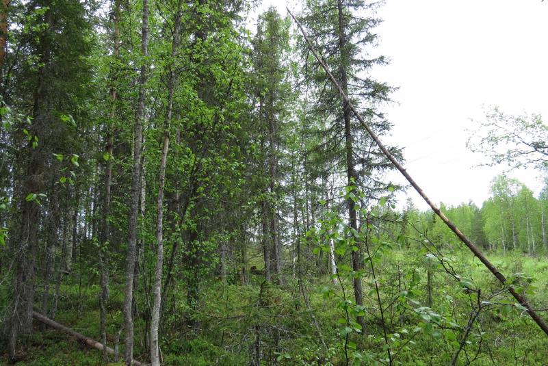 KOHDE 4: Lehto /lehtomainen kg Hyvin pienialaisena, noin aarin alalla, Hautakorven luoteispuolella esiintyy metsäkurjenpolvimetsäimarretyypin tuoretta lehtoa (Kuva 15).