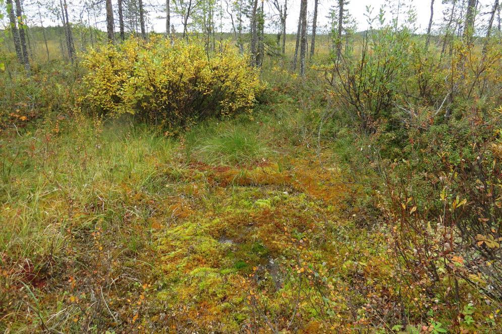 16 Kuva 19 Puuston ympäröimä tihkupinta. KOHDE 8: Mesotrofinen lähde Tämän lähteen ympärillä ei ole puustoa, vaan kiiltopaju on vallitseva (Kuva 20).