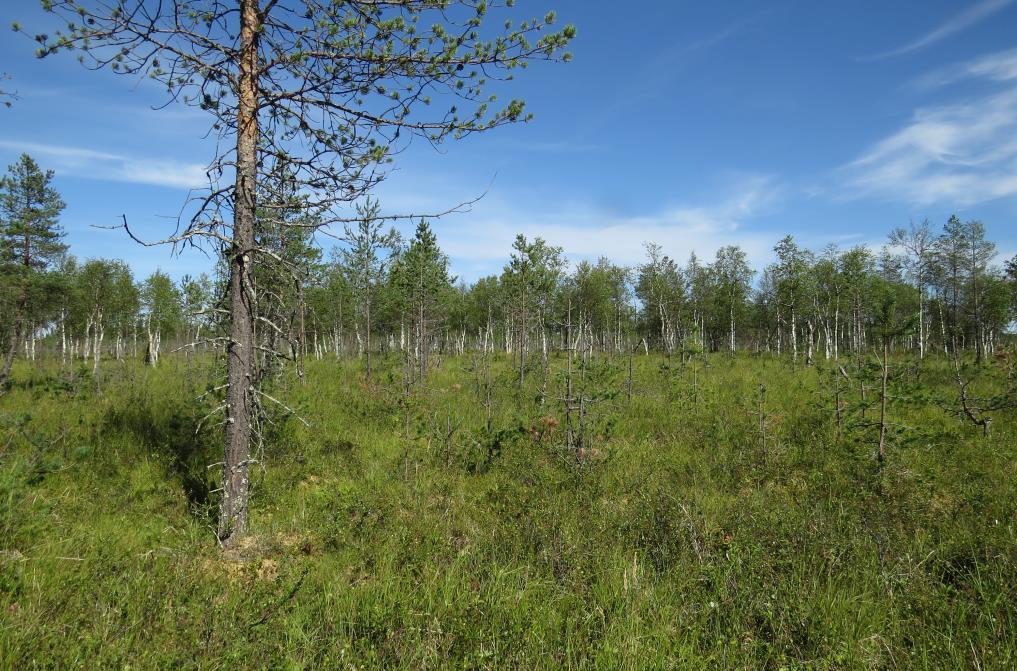 19 Lapinleinikki, joka on luokiteltu elinvoimaiseksi (LC) lajiksi, on rauhoitettu, luontodirektiivin liitteen II ja IV laji sekä Suomen vastuulaji.
