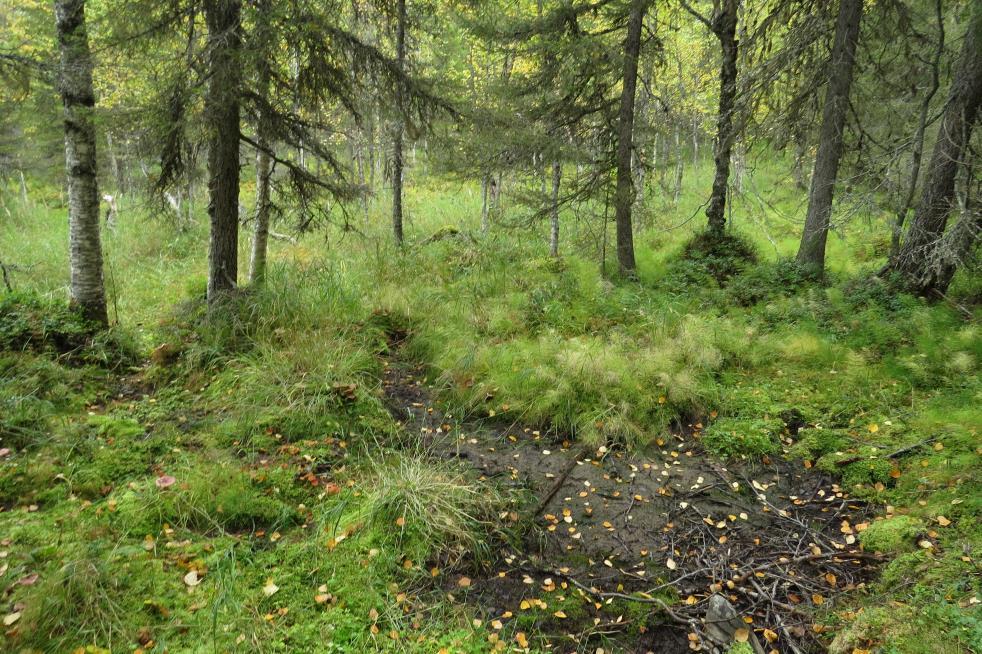 KOHDE 14: Meso-eutrofinen lähde Pohjukankummun pohjoispuolella on kuivahtanut lähde (Kuva 27). Kuivan kesän takia pohjaveden taso lienee niin matalalla, jotta vettä ei ollut käyntiajankohtana.