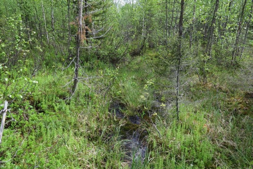 22 KOHDE 16: Tihkupinta Kuninkaankuusikossa on mesotrofinen tihkupinta (Kuva 30). Kohde ei ole luonnontilainen vaan se on aurattu aikoinaan.