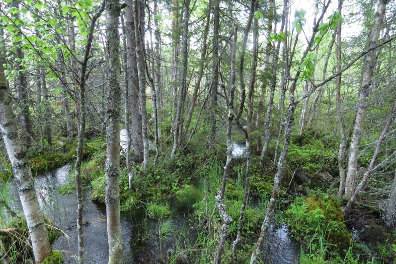 23 lehväsammaleet, korpikastikka ja varvut. Muutamia yksittäisiä kantoja näkyy ja lahopuustoa on vähän. Puron varressa on ruoho- ja heinäkorpea. Puron länsiosassa on enemmän jälkiä metsänhakkuista.