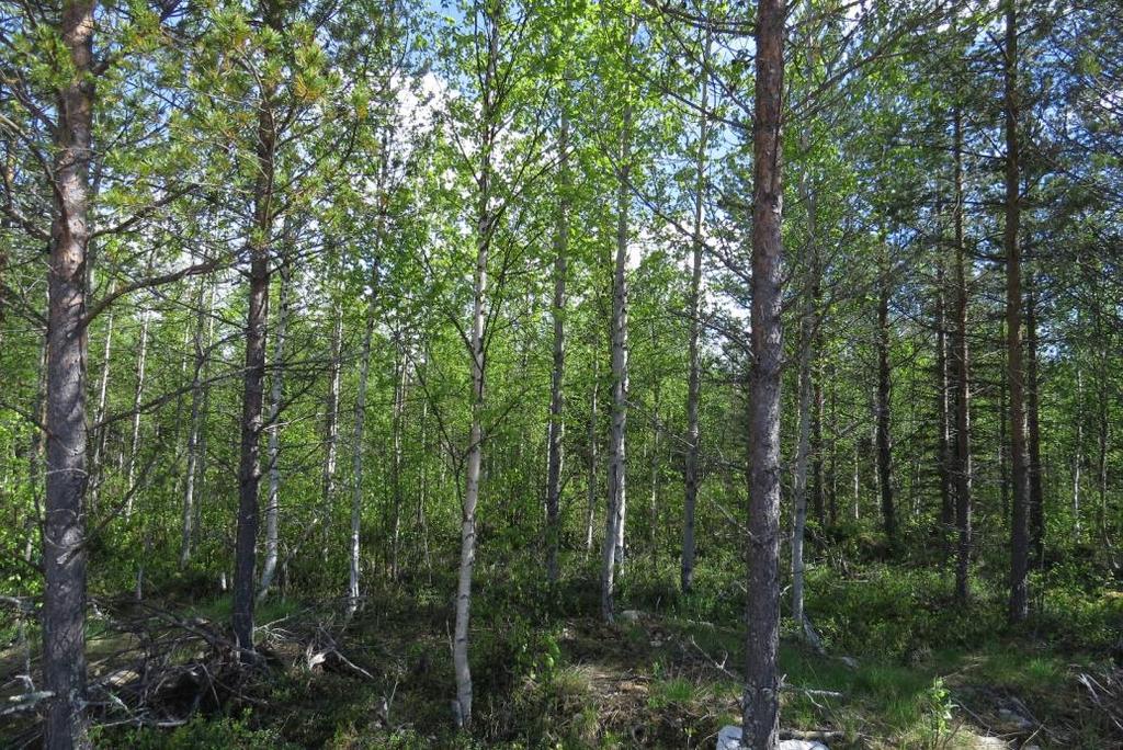 4 Kuva 2 Alueen tyypillistä metsää. Kuvassa harvennettua mustikkaseinäsammaltyypin metsää.